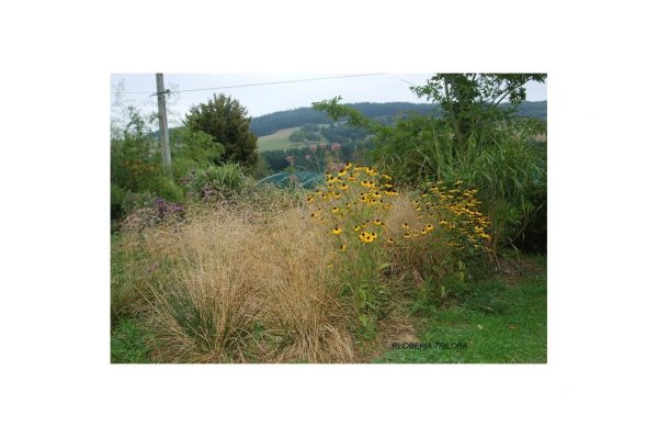 RUDBECKIA Triloba