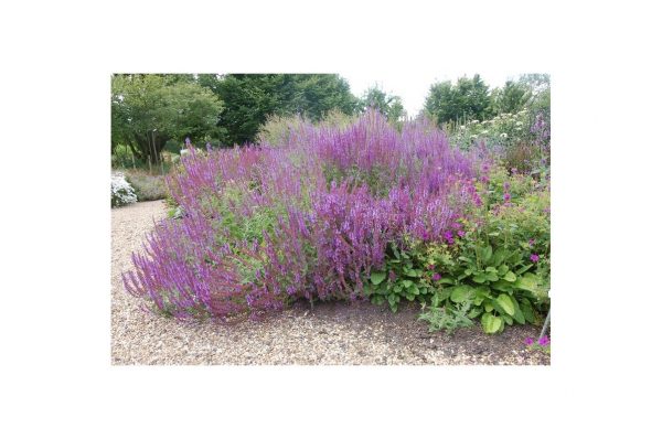 SALVIA Nemerosa Amethyst