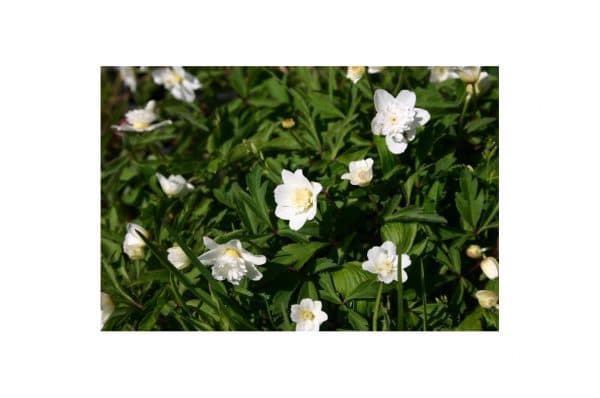 ANEMONE Vestal Double