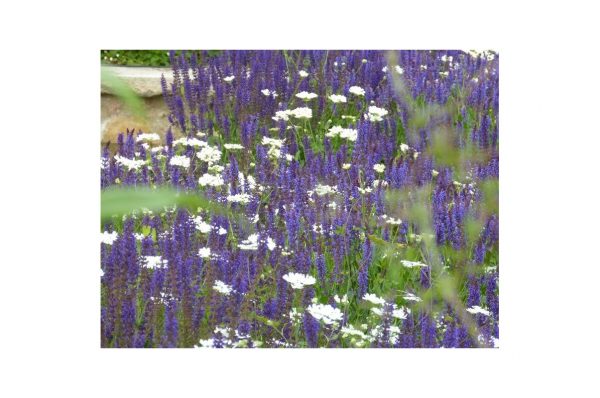 SALVIA Nemerosa Mainacht