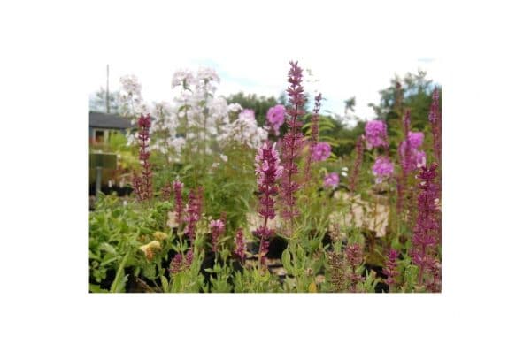 SALVIA Nemerosa Rosenwein