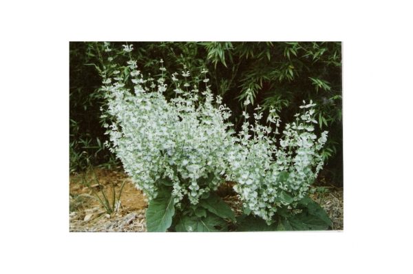 SALVIA Sclarea Vatican White