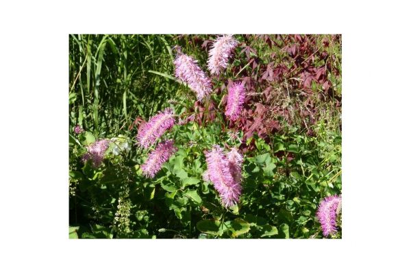 SANGUISORBA Beth Chatto