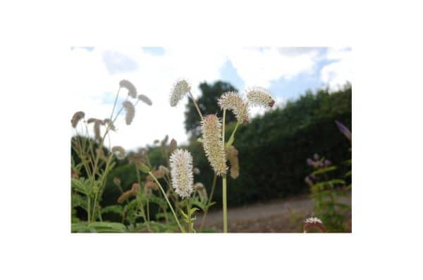 SANGUISORBA Caucasica