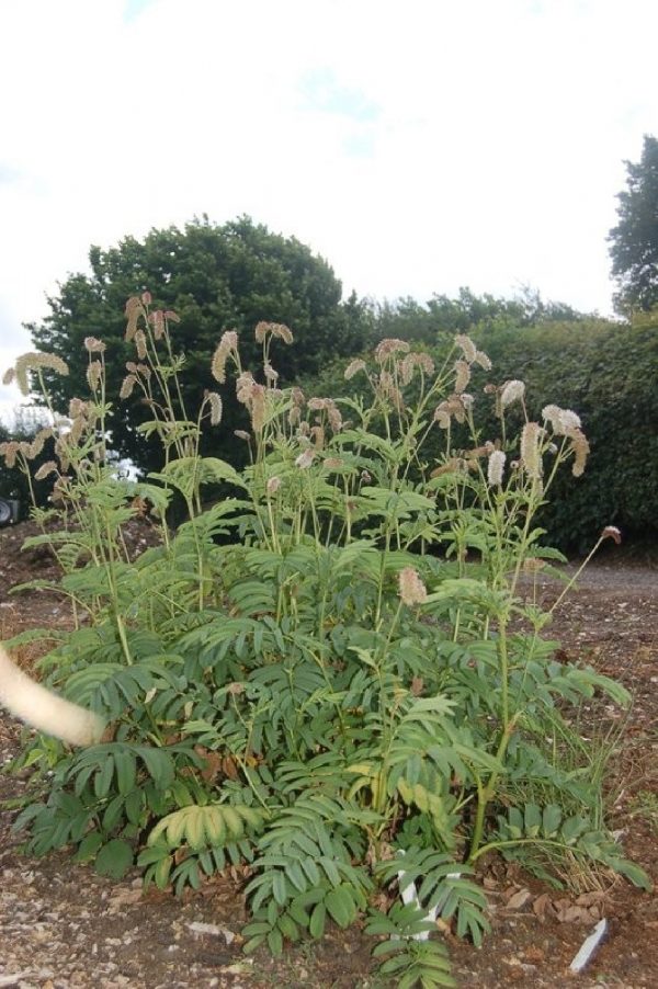 SANGUISORBA Caucasica