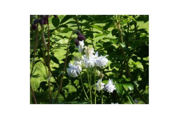 AQUILEA Vulgaris White Barlow