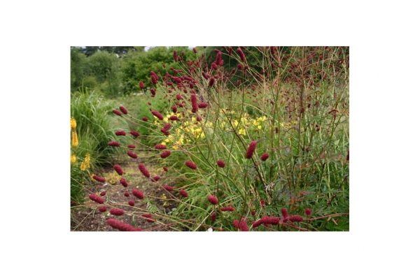 SANGUISORBA Red Thunder