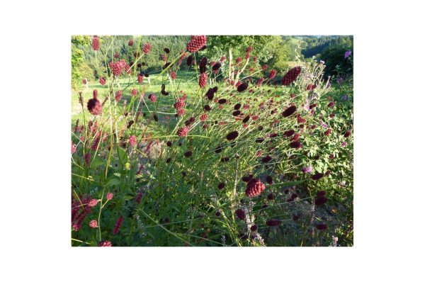 SANGUISORBA Red Thunder
