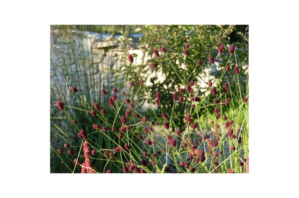 SANGUISORBA Red Thunder