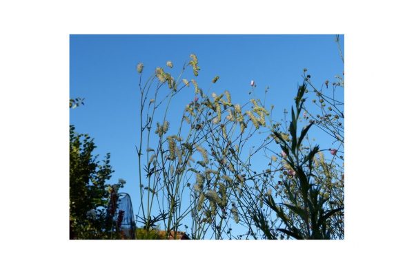SANGUISORBA Tenuifolia Standup Comedian