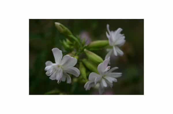 SAPONARIA Alba Plena