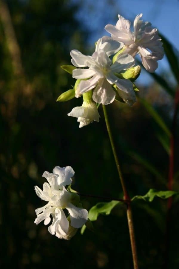 SAPONARIA Alba Plena