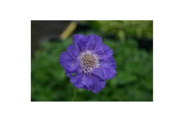SCABIOSA Butterfly Blue