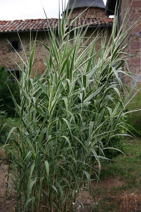 ARUNDO Donax Variegata