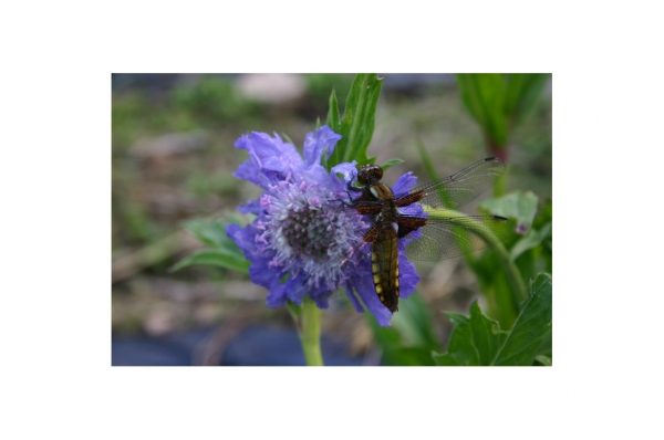 SCABIOSA Caucasica Stäfa