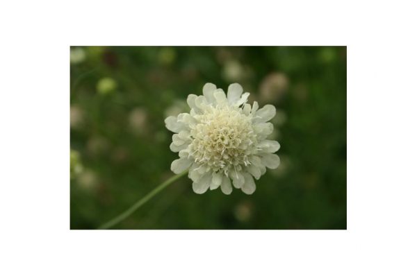 SCABIOSA Ochroleuca