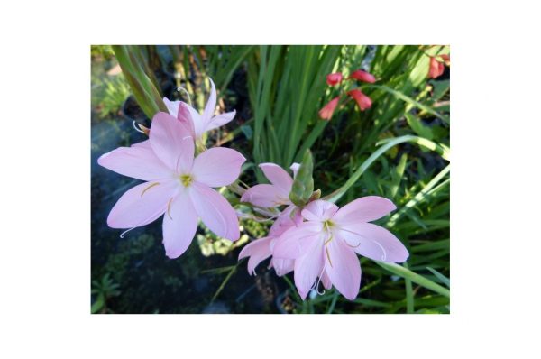 SCHISOSTYLIS Coccinea Jennifer