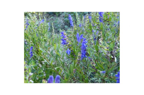 SCUTELLARIA Bacanalensis