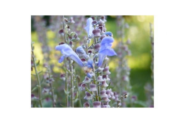 SCUTELLARIA Incana