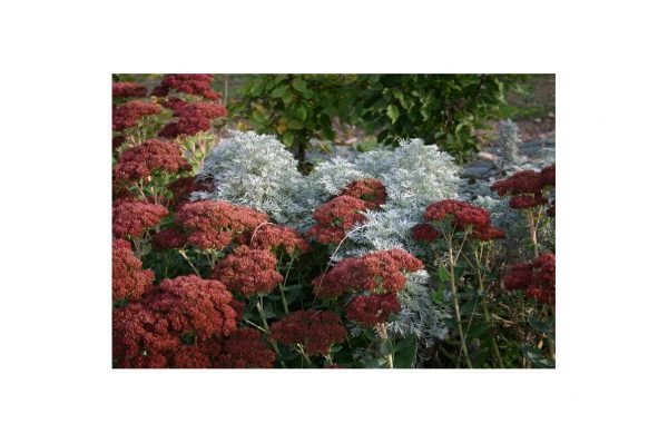 SEDUM Automn Joy