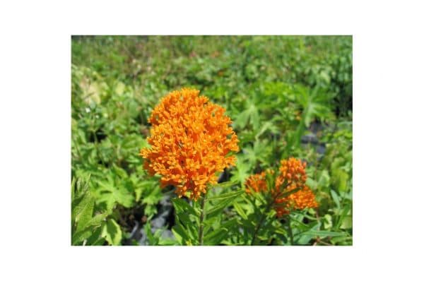 ASLEPIAS Tuberosa