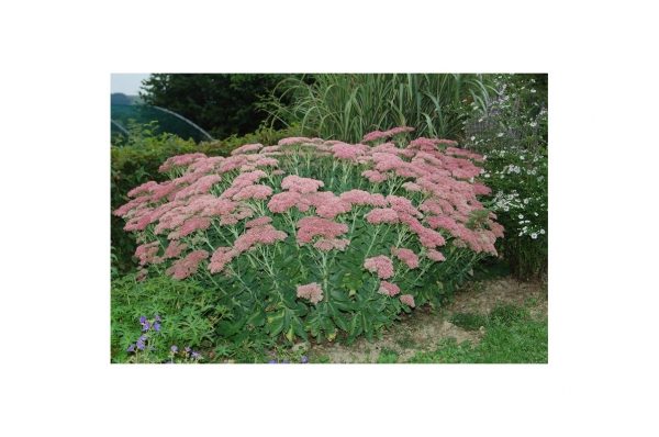 SEDUM Automn Joy