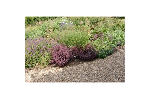 SEDUM José Aubergine
