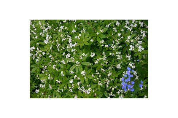 ASPERULA Odorata