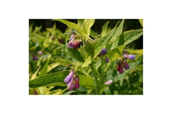 SYMPHYTUM Grandiflorum