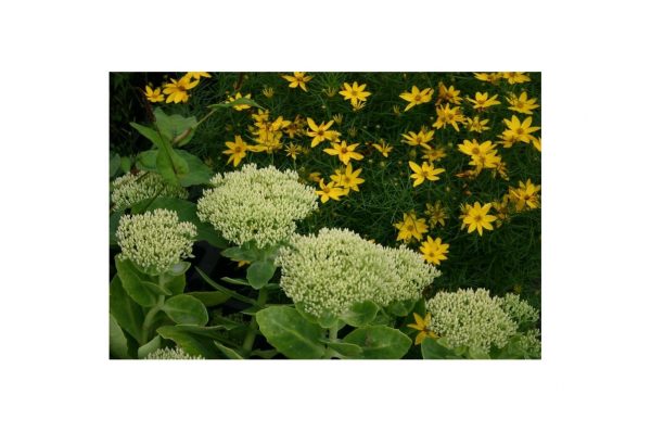 SEDUM Spectabile Iceberg