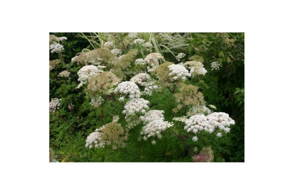 SELINUM Wallichianum