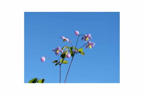 THALICTRUM Rochebrunianum