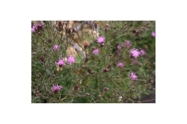 SERRATULA Seoanei
