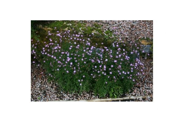 SERRATULA Seoanei