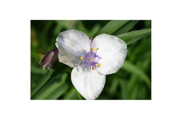 TRADESCANTIA Osprey