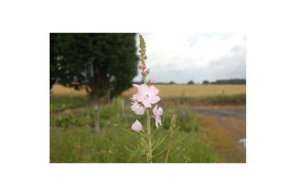 SIDALCEA Elsie Heugh