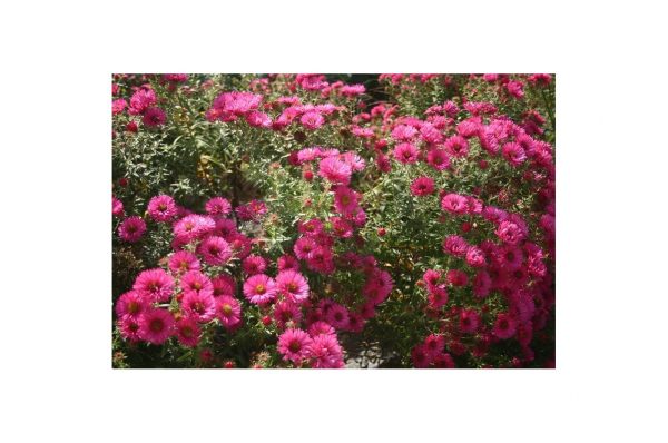 ASTER Alma Potschke