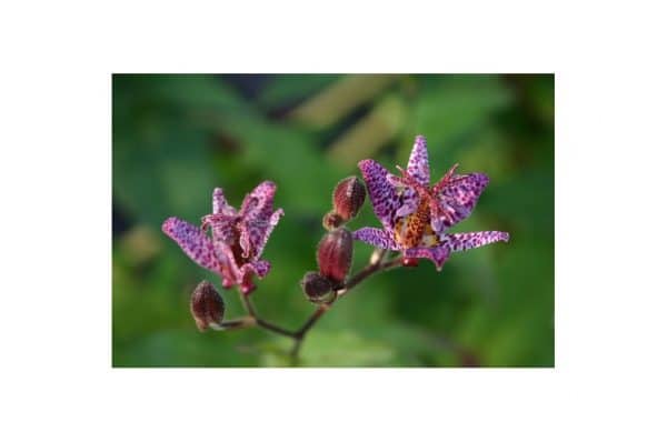 TRICYRTIS Macropoda Nigra