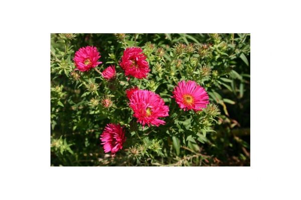 ASTER Alma Potschke
