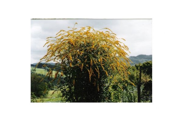 SOLIDAGO Rugosa Fireworks