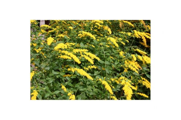 SOLIDAGO Rugosa Fireworks