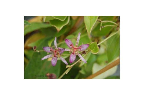 TRICYRTIS Samouraï
