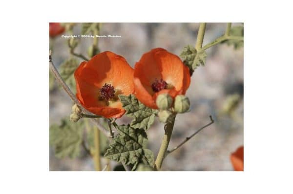 SPHAERALCEA Ambigua