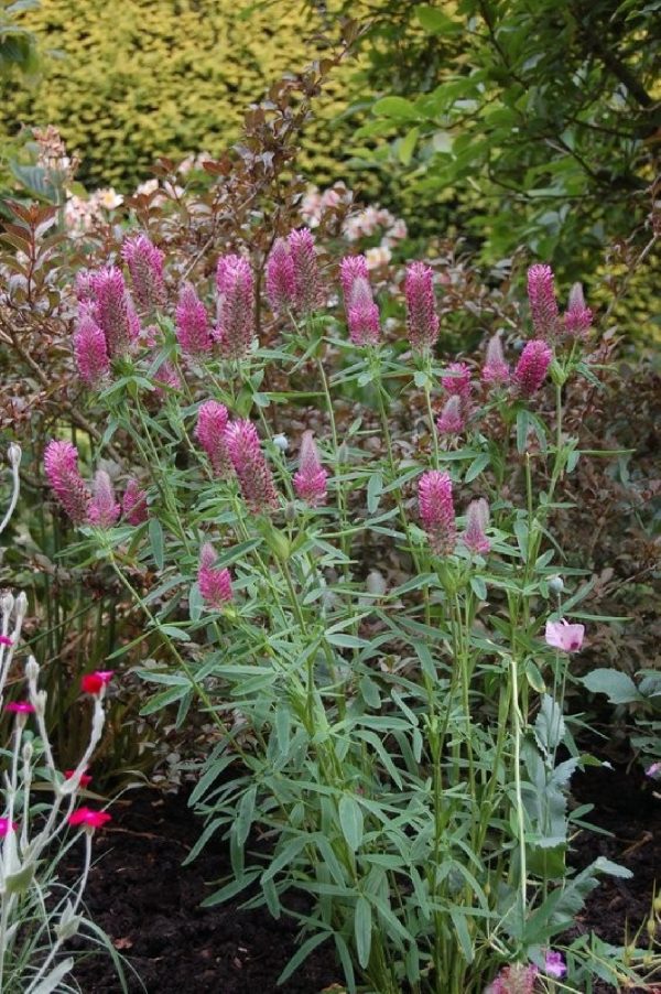 TRIFOLIUM Rubens