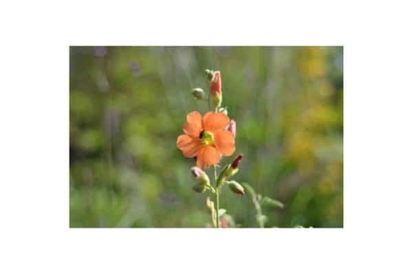 SPHAERALCEA Incana