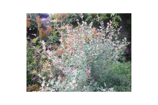 SPHAERALCEA Incana