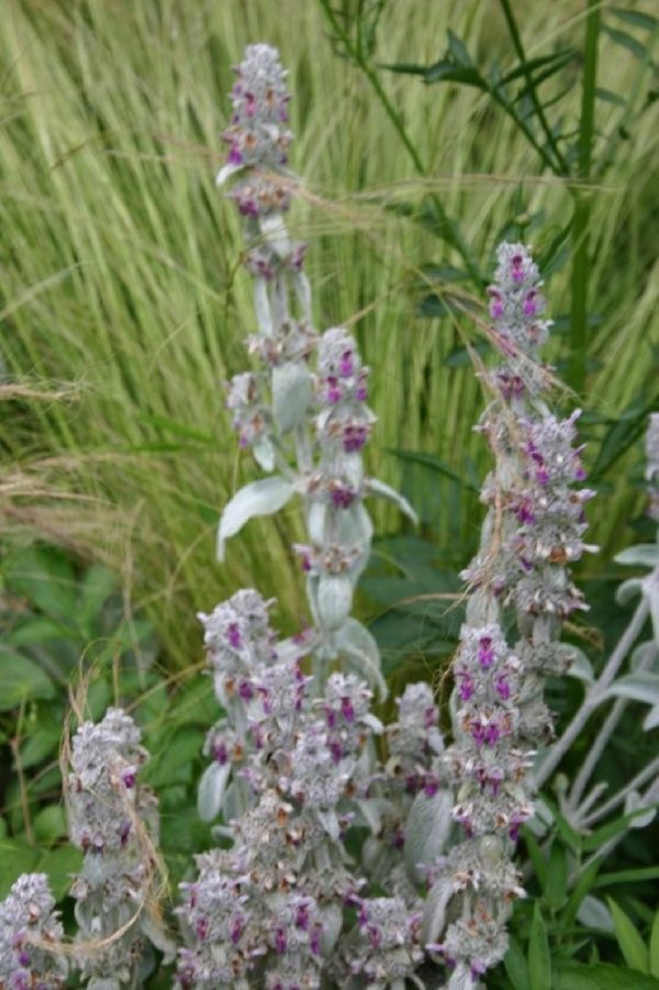 STACHYS Bizantina Cotton Boll