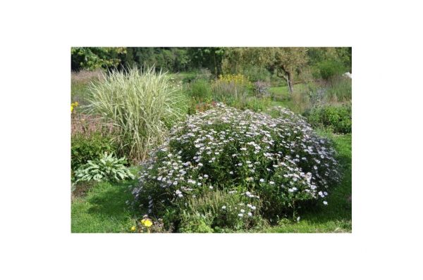 ASTER Ashvi