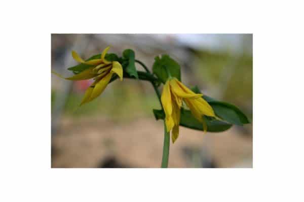 UNVULARIA Grandiflora