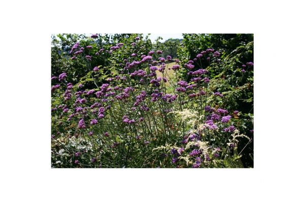 VERBENA Bonariensis